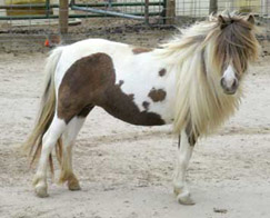 mini horse pinto Annie